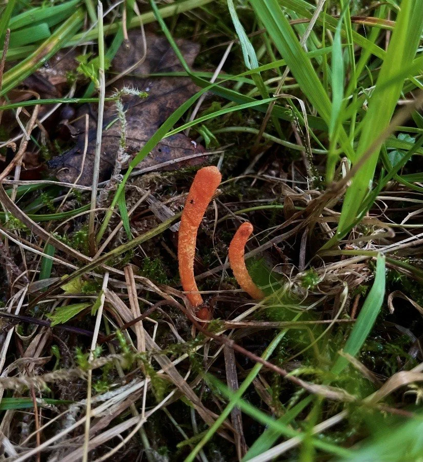 The Weird and Wonderful World of Fungi at Leonardslee
